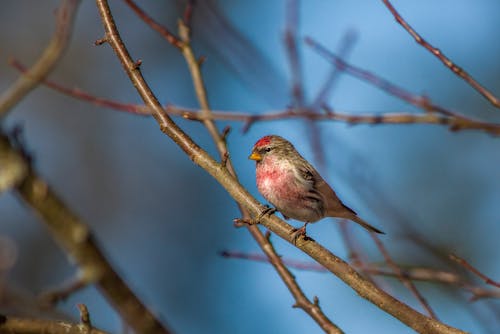 A small bird perched on a branch with a blue sky