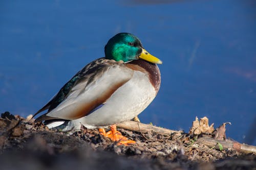 A duck is standing on a log near water