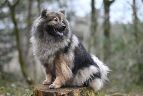 Free Adorable fluffy dog sitting on a tree stump in a natural forest setting. Stock Photo