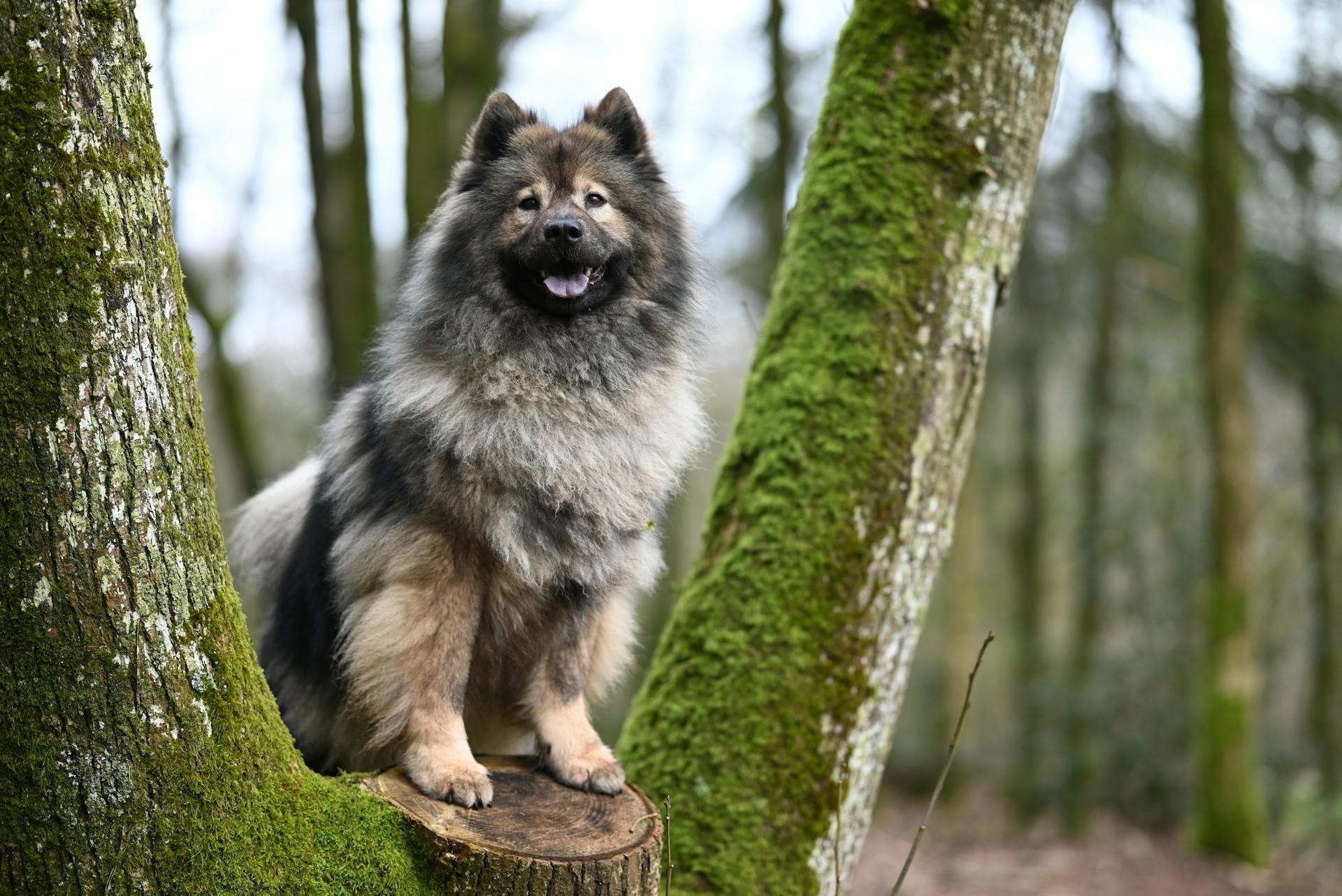 An Eurasier Dog Sitting between Trees in a Forest