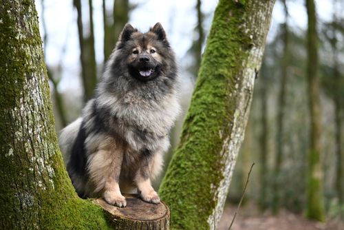 Free A fluffy Eurasier dog sitting on a tree stump in a lush, green, moss-covered forest. Stock Photo
