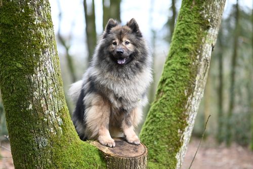 Free A fluffy dog sitting on a mossy tree stump in a forest setting, surrounded by mossy trees. Stock Photo