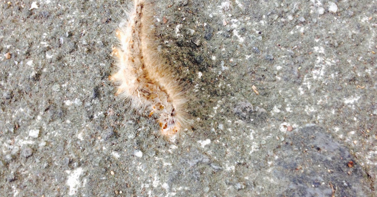 Free stock photo of blur, caterpillar, crawling