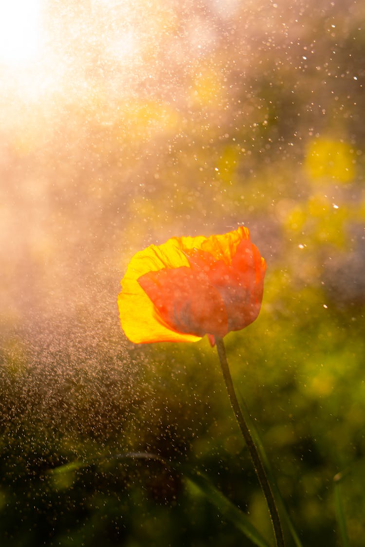 Water Drops Over Red Poppy