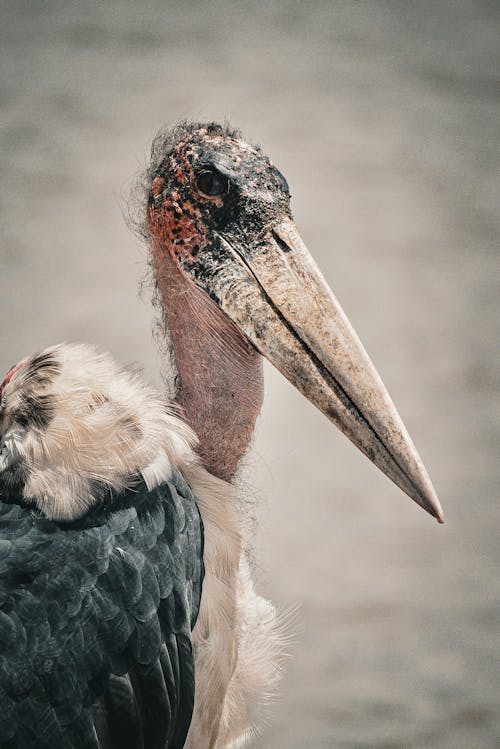 A close up of a bird with a long beak