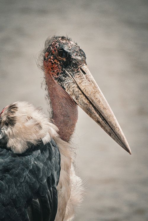 Free Detailed image of a Marabou Stork showcasing its distinct long beak and unique plumage. Stock Photo