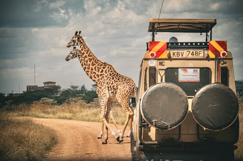 A giraffe walking across the road next to a jeep