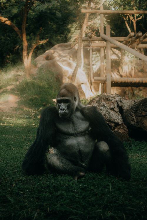 Free A serene gorilla sits in a lush green zoo habitat, showcasing its natural beauty and strength. Stock Photo