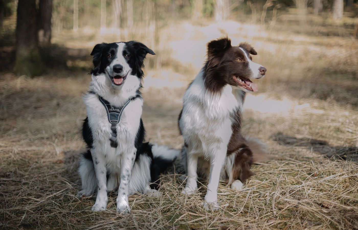 Two Border Collies sitting in a sunlit park capturing the essence of companionship.