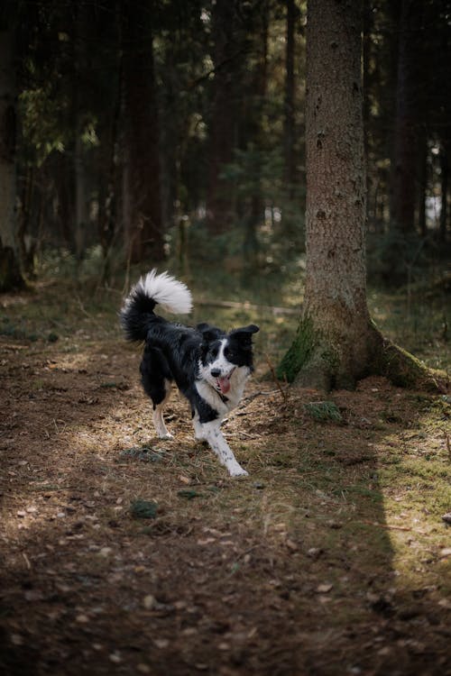 Gratis arkivbilde med bartre, border collie, dyrefotografering