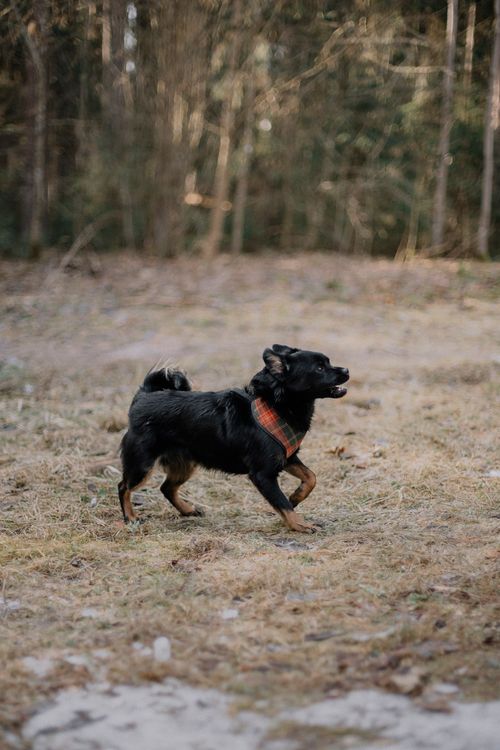 Free A small black dog with a collar playing energetically in a forest park setting. Stock Photo