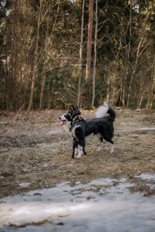 Gratis arkivbilde med dyrefotografering, hund gåtur, hunder