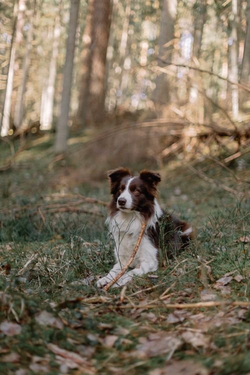 Free A Border Collie lies peacefully in a sunlit forest, surrounded by trees and greenery. Stock Photo