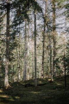 A tranquil scene of tall coniferous trees in a sunlit forest, casting long shadows.