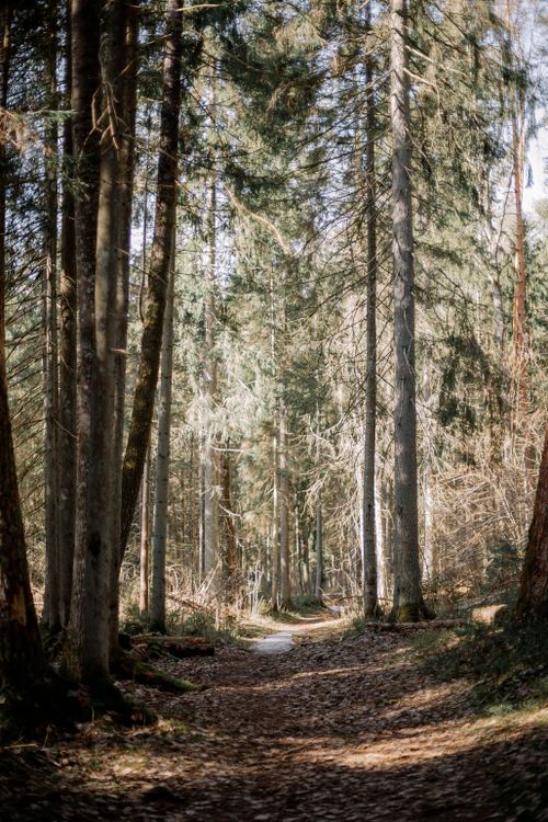 Free A tranquil forest pathway surrounded by towering evergreen trees, bathed in sunlight. Stock Photo
