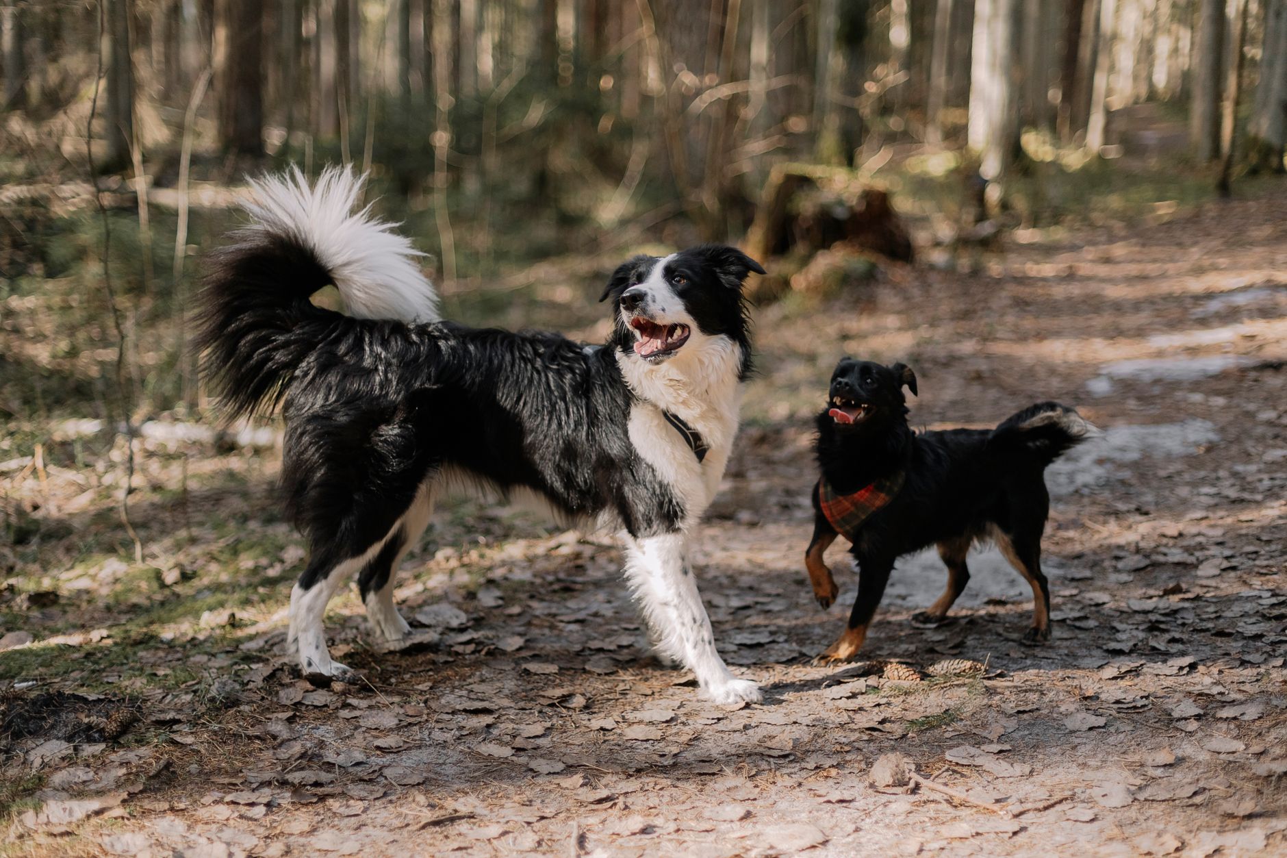 Understanding Dog Body Language: What Your Dog Is Trying to Tell You