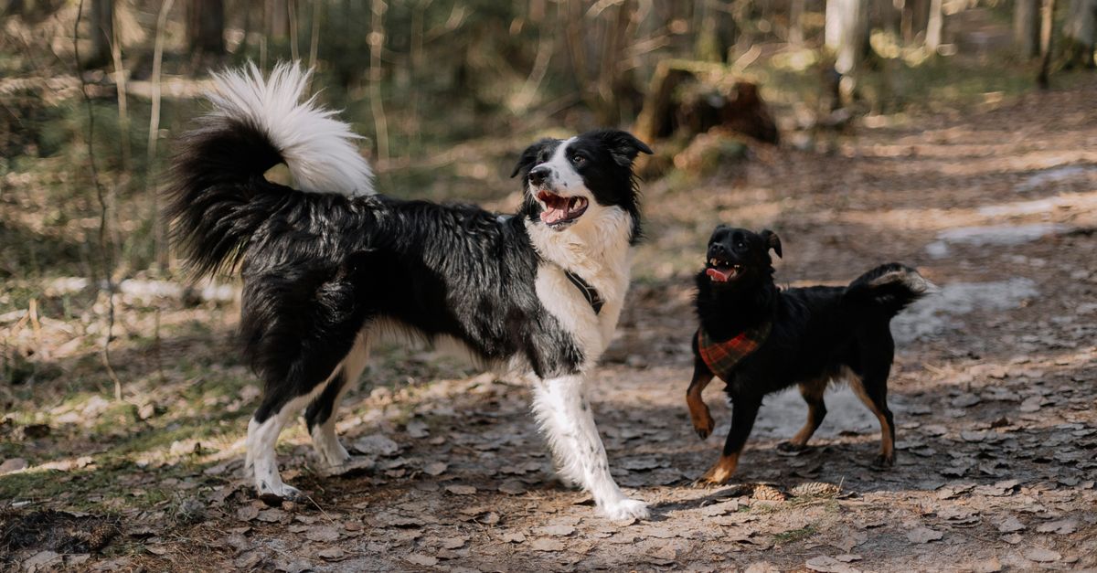 The Ultimate Paws-On Guide to Seattle: Dog-Friendly Neighborhoods, Parks, and Community Care