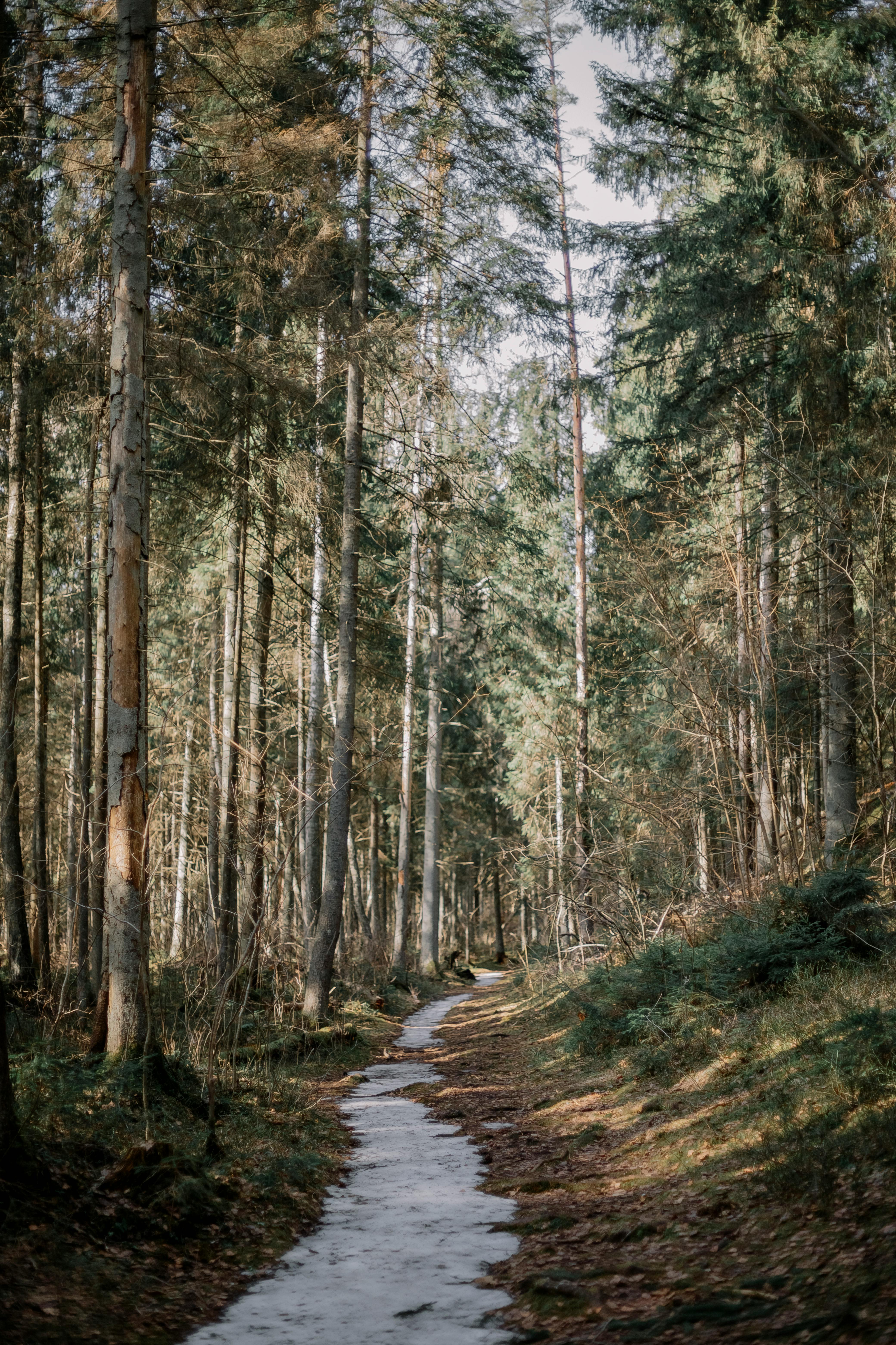 A tranquil forest pathway lined with snow amidst towering evergreen trees in a winter landscape.