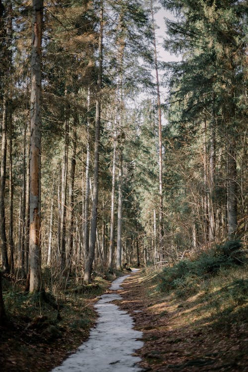 Imagine de stoc gratuită din arbori, arbori veșnic verzi, cărare