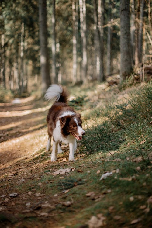 Gratis arkivbilde med border collie, dyrefotografering, gress