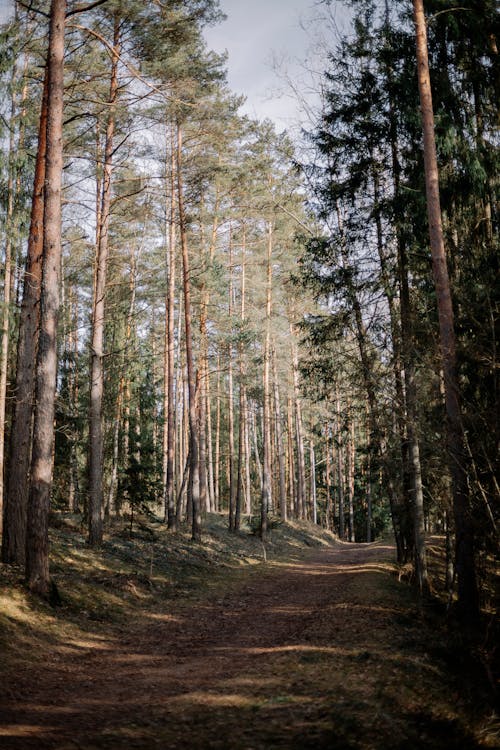 Základová fotografie zdarma na téma chodník, jehličnan, kmeny stromů