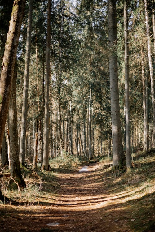 Immagine gratuita di alberi, autunno, foresta