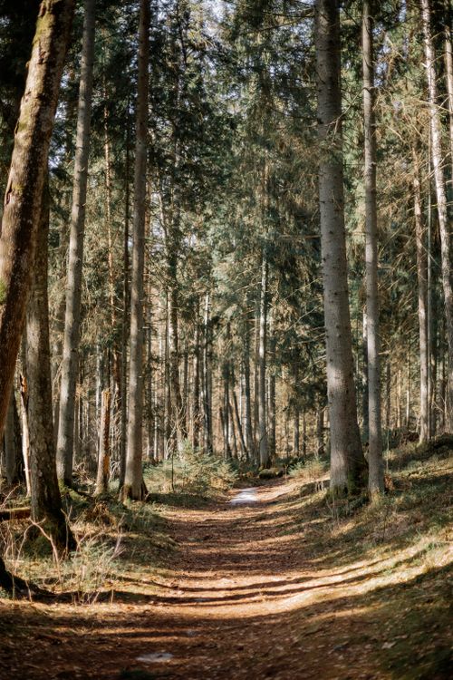 Free A tranquil forest footpath surrounded by tall trees in autumn, capturing nature's serene beauty. Stock Photo