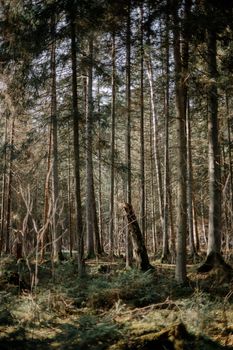 A peaceful vertical shot of a coniferous forest in autumn light.