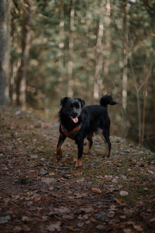 Gratis arkivbilde med dyrefotografering, hund, hund gåtur