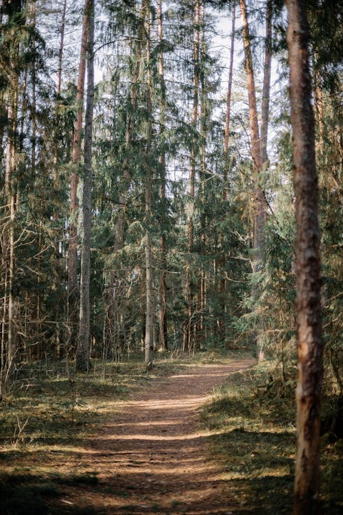 A dirt path in the woods with trees