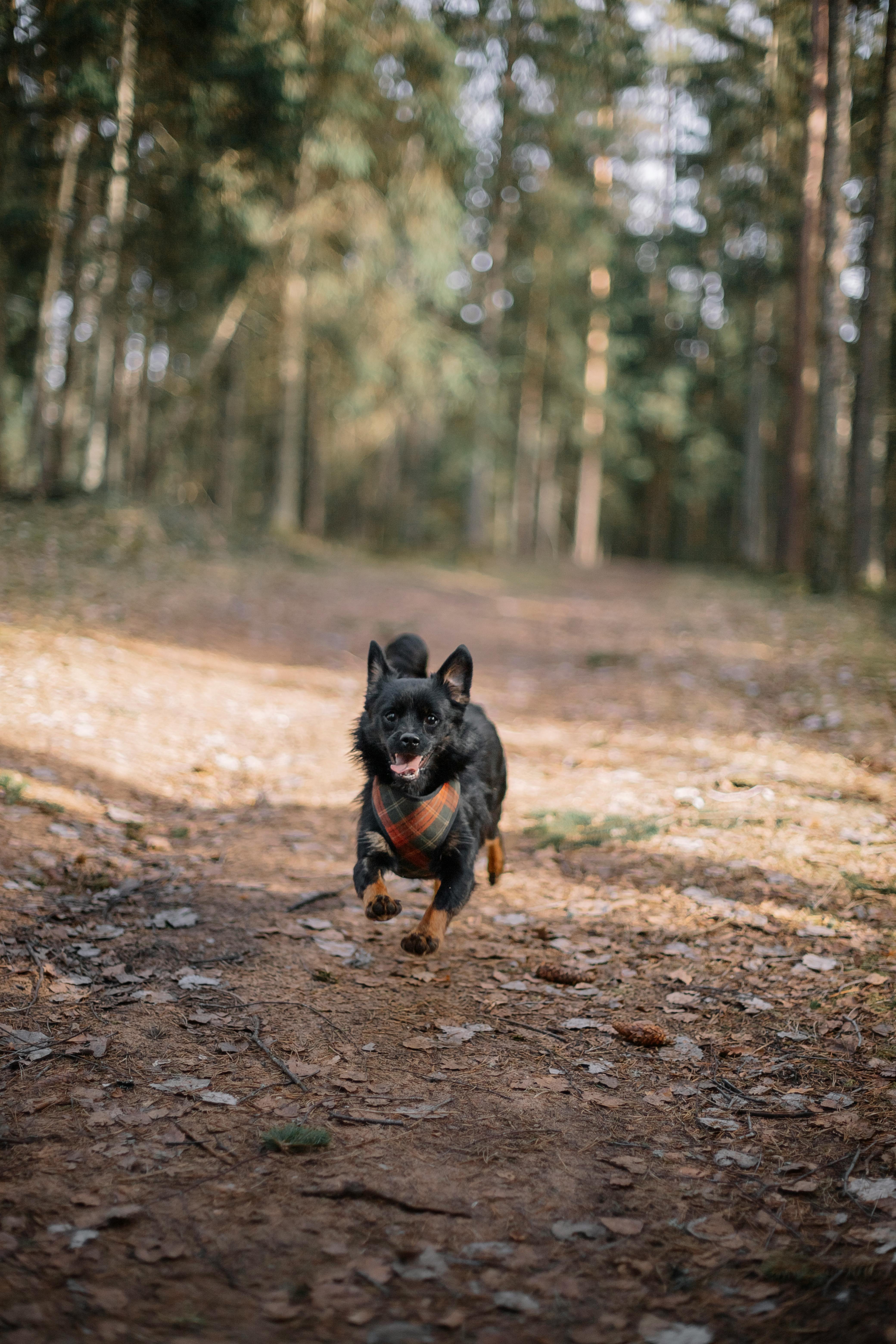 photo of a domestic dog in a forest