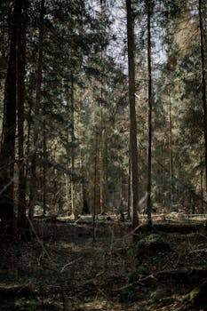 Quiet autumn forest with tall conifers and soft natural light.