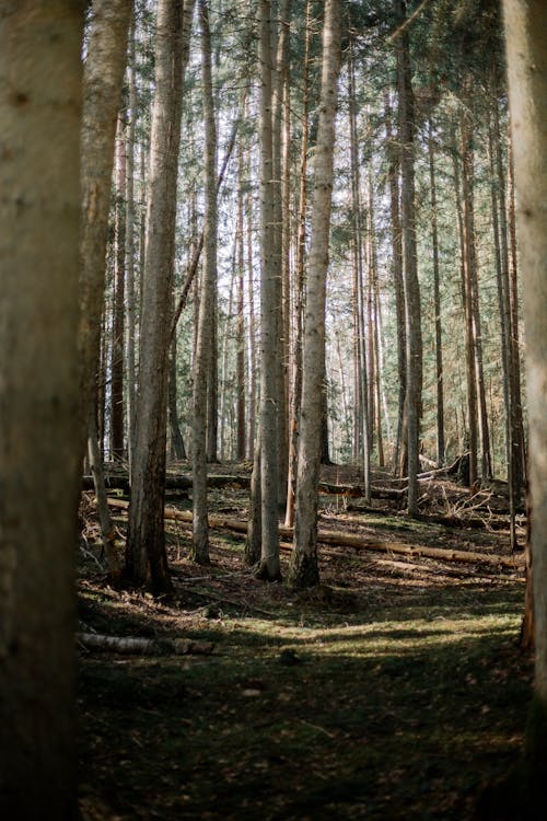 A forest path in the woods with trees