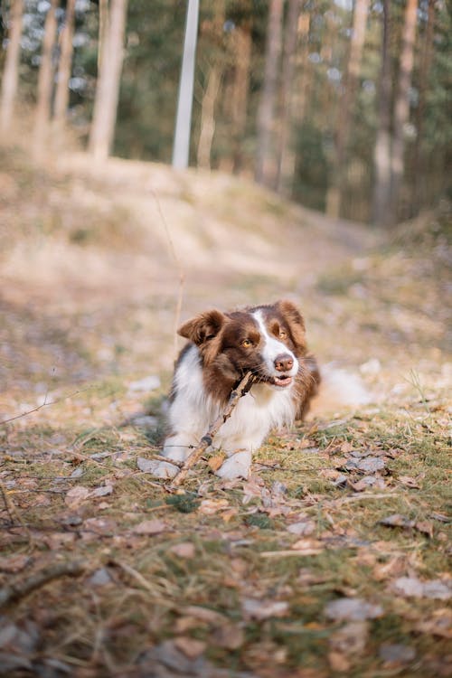 Kostnadsfri bild av border collie, djurfotografi, hund