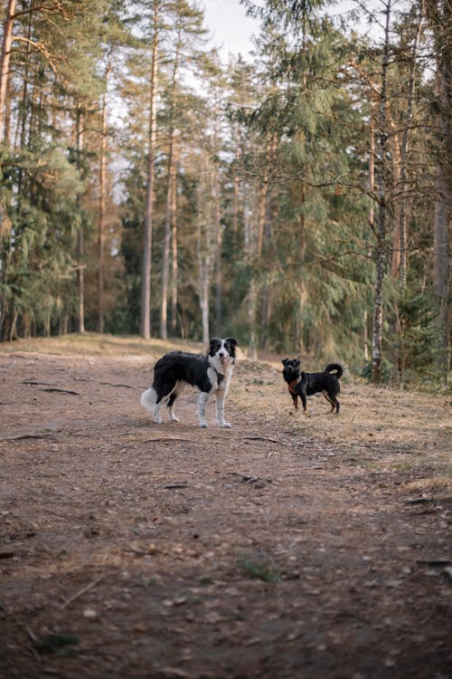 Two dogs are walking in the woods