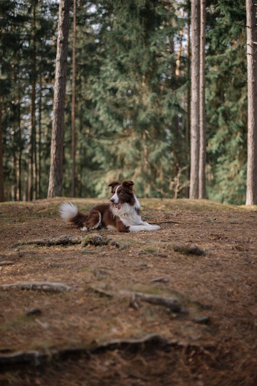 Imagine de stoc gratuită din animal de casă, arbori, border collie