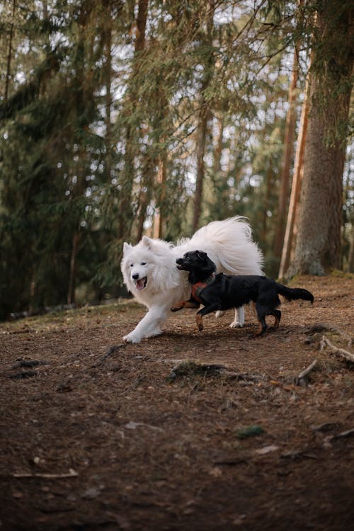 Two dogs running through the woods in the middle of the day