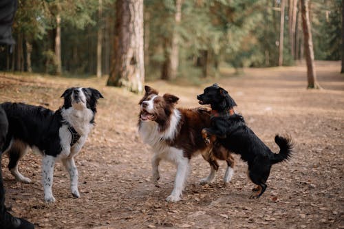 Бесплатное стоковое фото с бордер-колли, веселье, выгула собак