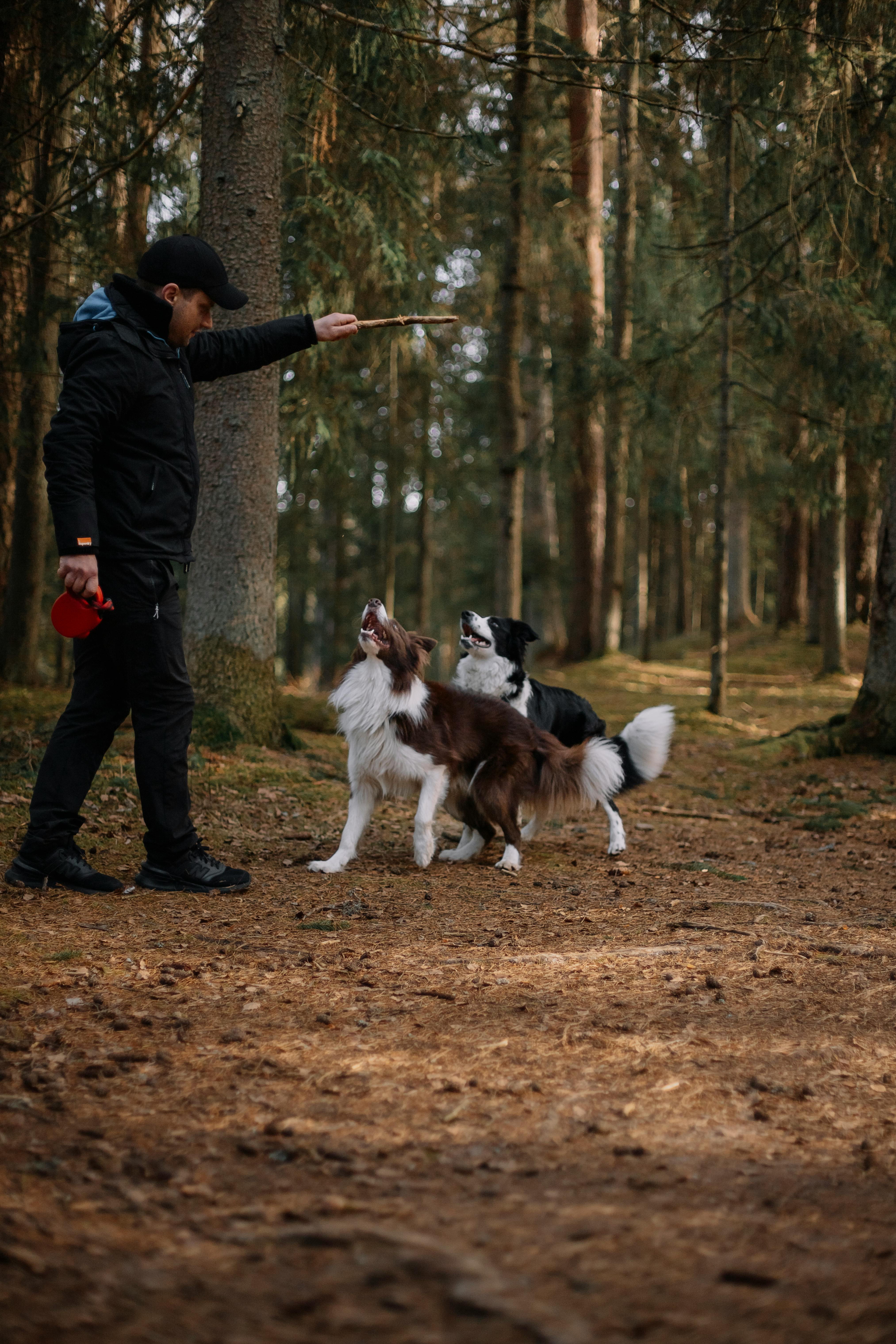 Dog undergoing day training with trainer outdoors