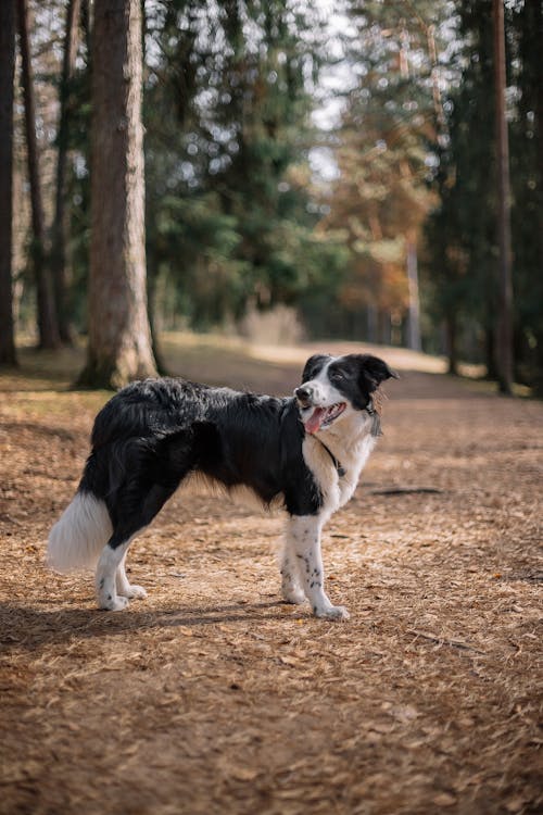 A black and white dog standing in the woods