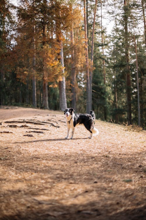 Gratis arkivbilde med border collie, dyrefotografering, falle