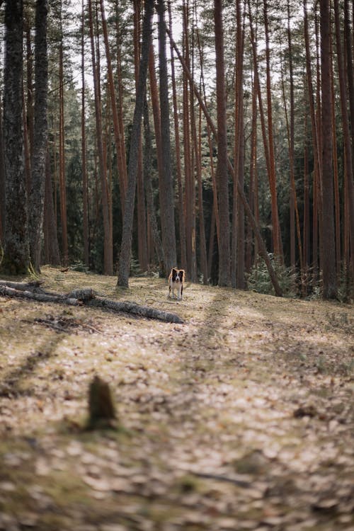 A person walking through a forest in the middle of the day