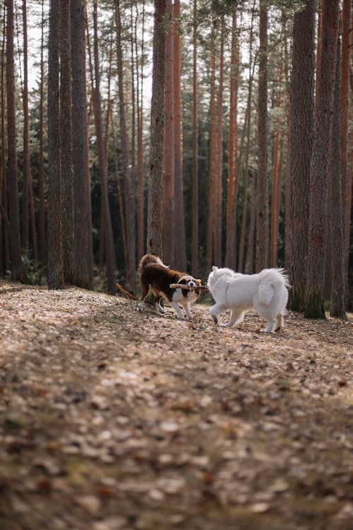 Two dogs playing in the woods