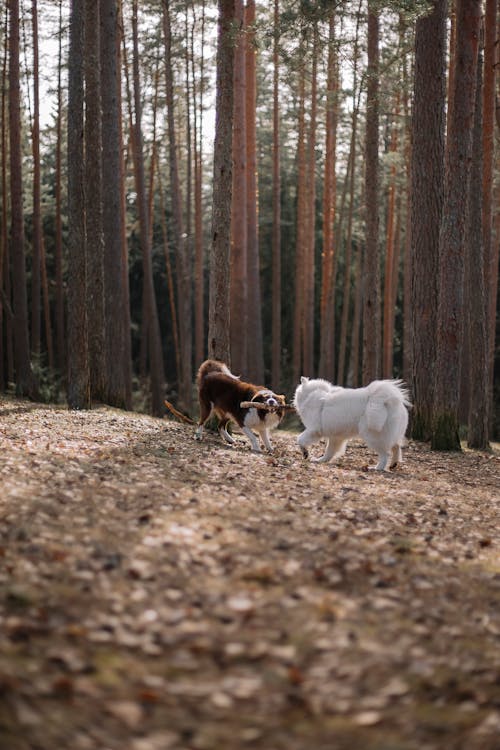 คลังภาพถ่ายฟรี ของ samoyed, การถ่ายภาพสัตว์, การเล่น