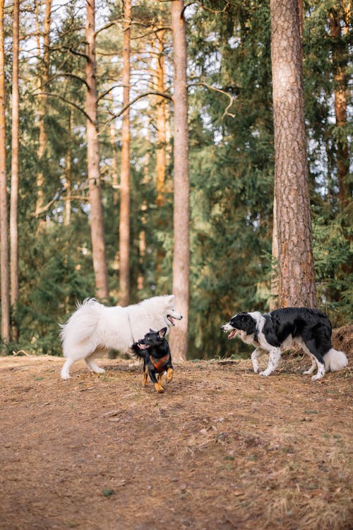 Gratis arkivbilde med dyrefotografering, hunder, leke