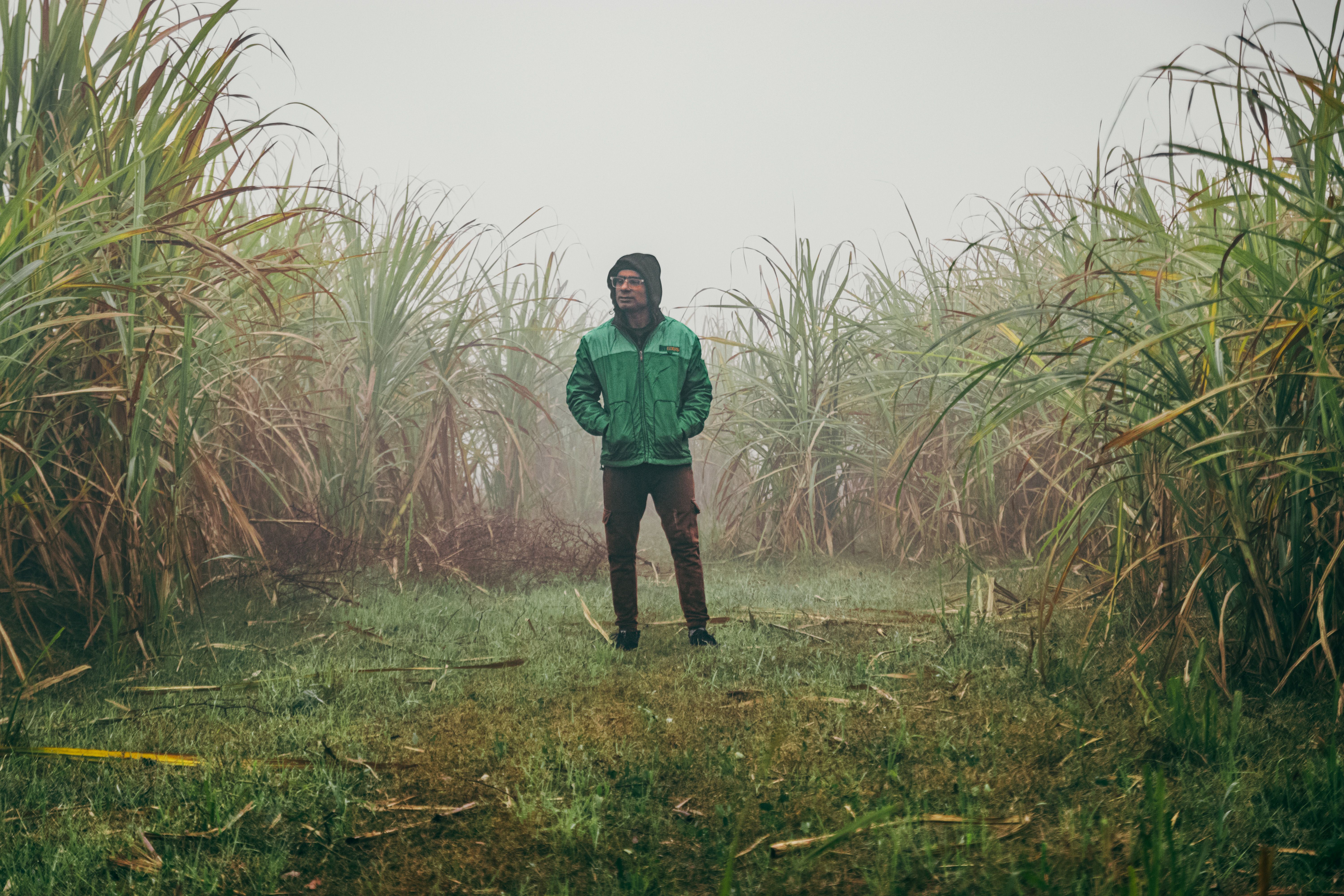 A man in a green jacket stands amidst a foggy sugarcane field, conveying a serene rural atmosphere.