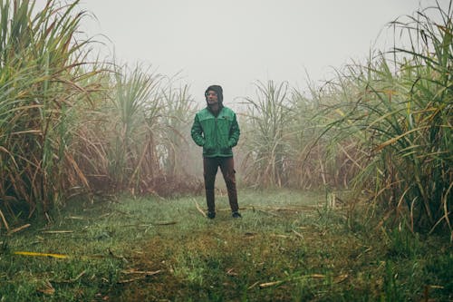 남자, 농작물, 농촌의의 무료 스톡 사진