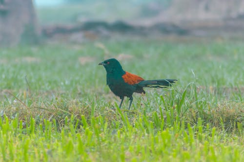 Foto profissional grátis de ave, faisão corvo, fotografia animal