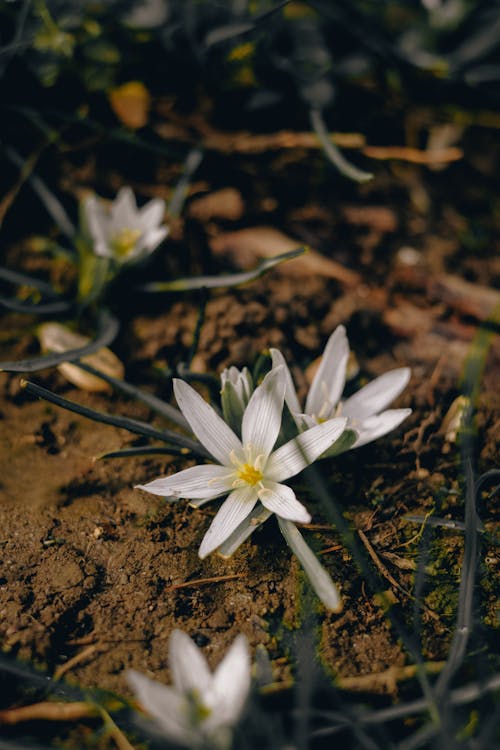 A white flower is growing in the dirt