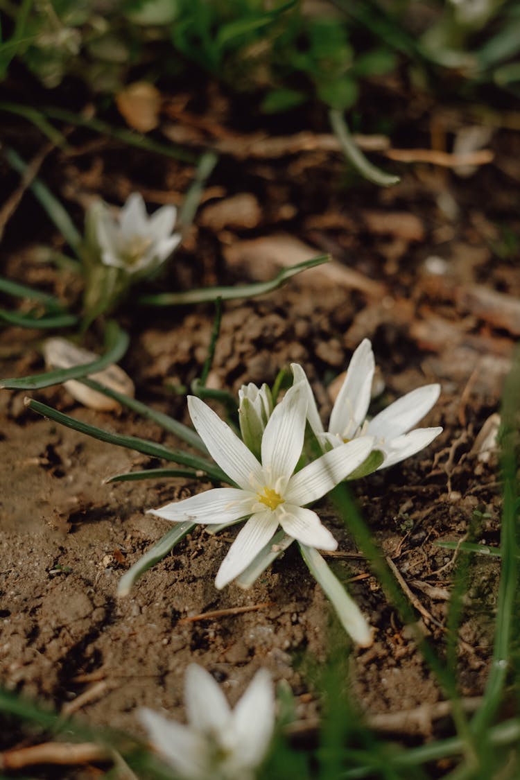 Close-up Of Grass Lily 